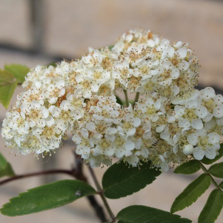 Sorbus Aucuparia (Boland F.)