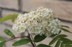 Sorbus Aucuparia (Boland F.)