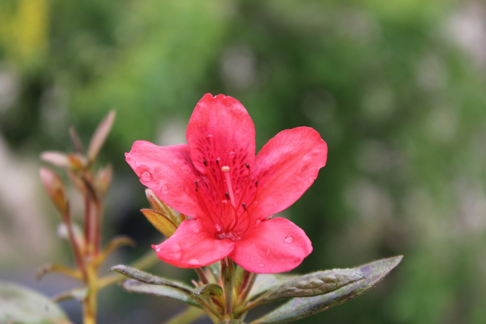 Azalée du  Japon Orange Beauty