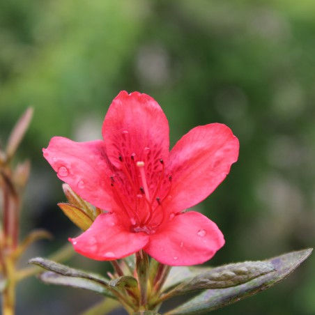 Japanse Azalea Orange Beauty