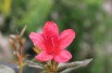 Orange Beauty Japanese Azalea