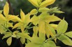 Golden Elder