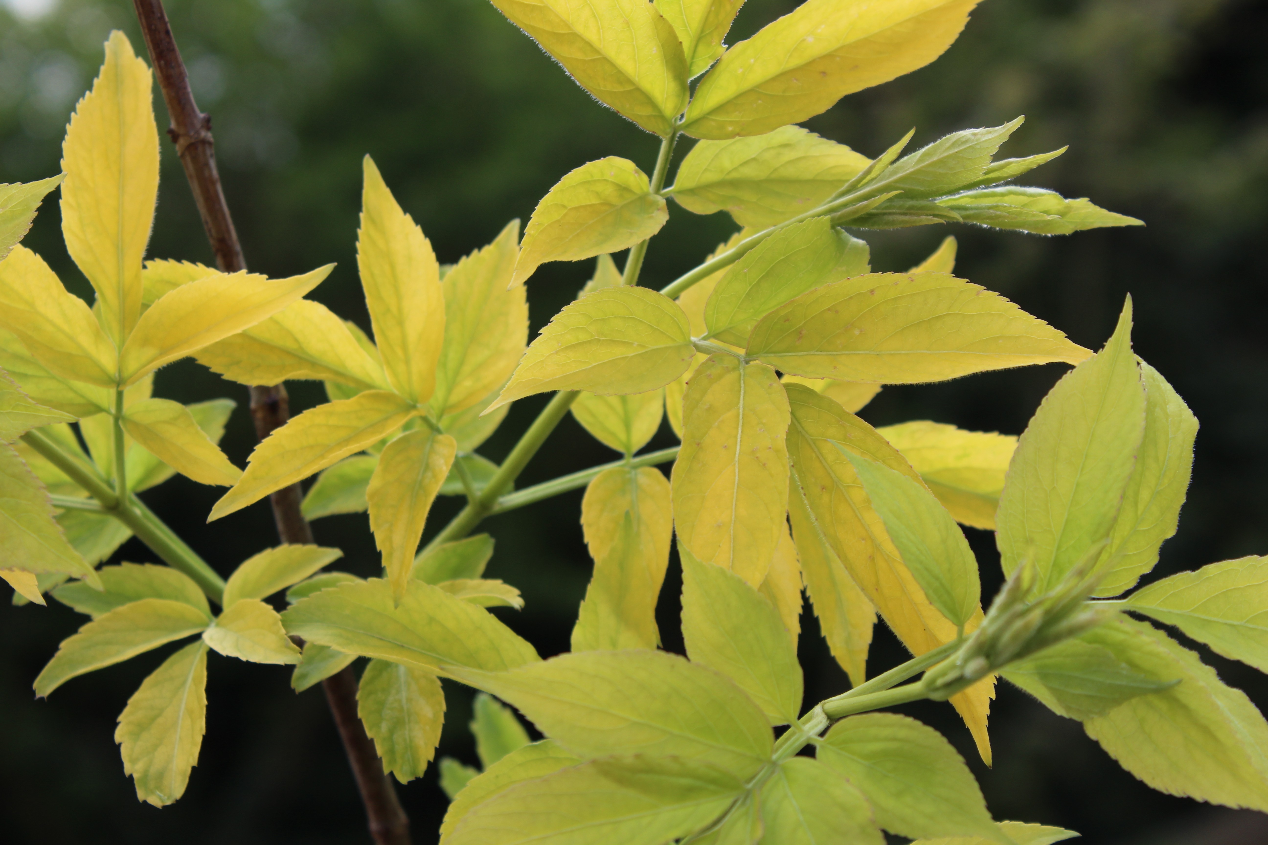 Golden Elder