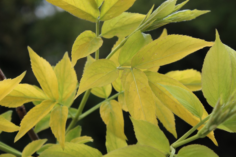 Golden Elder