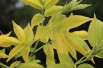 Golden Elder