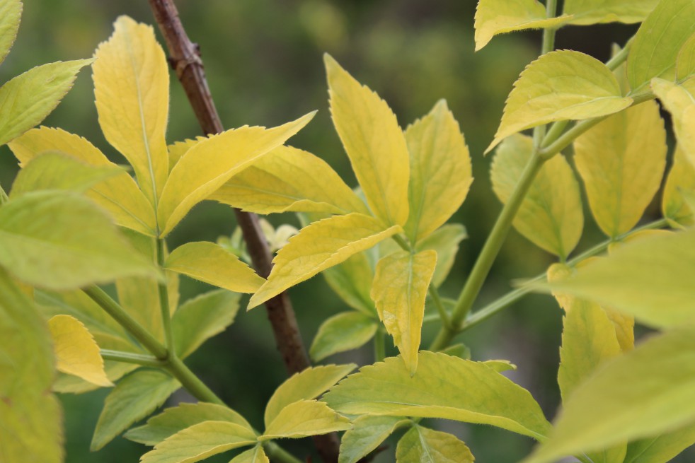 Golden Elder