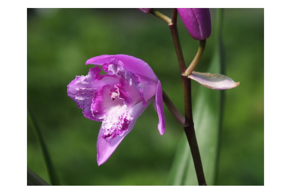 Bletilla Striata Trip Lips