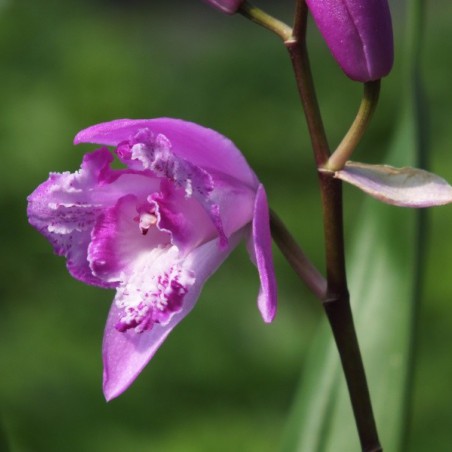 Bletilla Striata Trip Lips