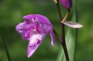 Bletilla Striata Trip Lips
