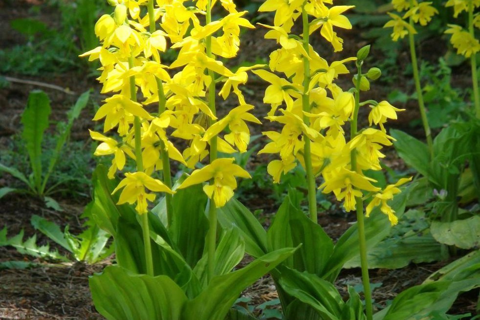 Calanthe Sieboldii
