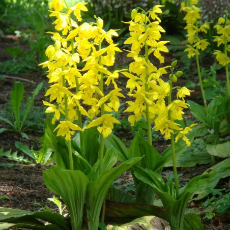 Calanthe Sieboldii