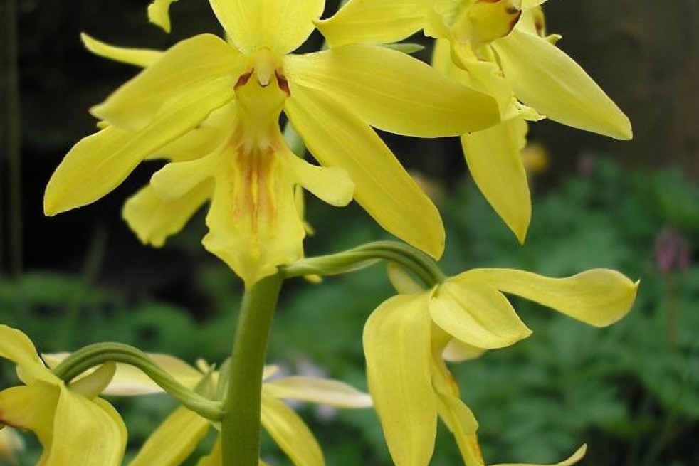 Calanthe Sieboldii