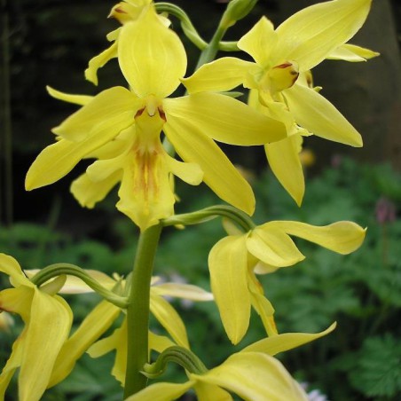 Calanthe Sieboldii