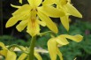Calanthe Sieboldii Calanthe Sieboldii