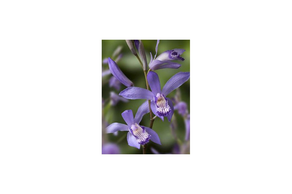 Bletilla Striata Soryu Blue Dragon