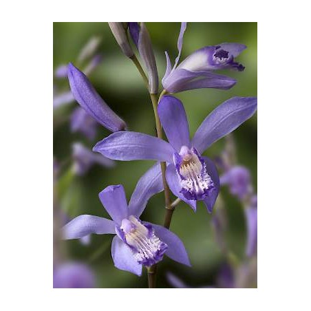 Bletilla Striata Soryu Blue Dragon