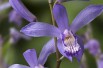 Bletilla Striata Soryu Blue Dragon
