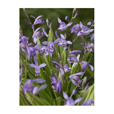 Bletilla Striata Soryu Blue Dragon