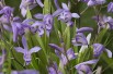Bletilla Striata Soryu Blue Dragon