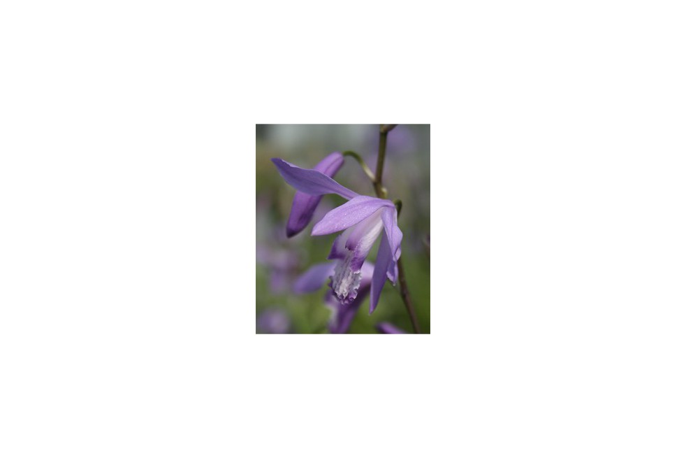 Bletilla Striata Soryu Blue Dragon