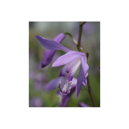 Bletilla Striata Soryu Blue Dragon