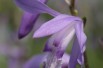 Bletilla Striata Soryu Blue Dragon