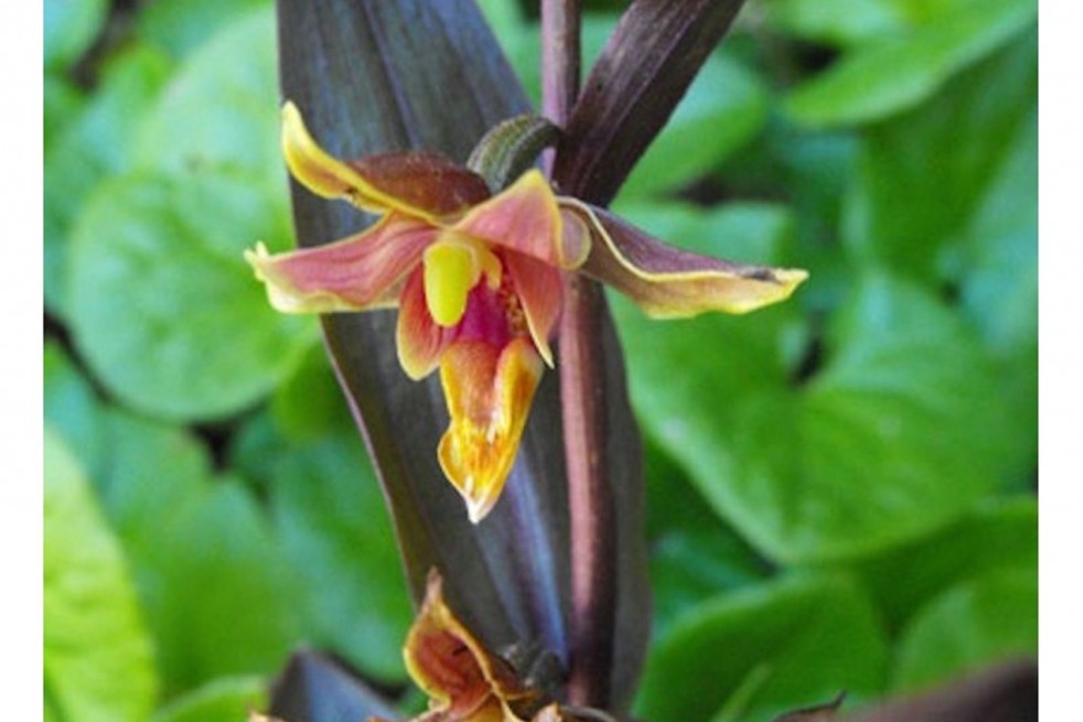 Epipactis Gigantea Serpentine Night
