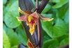 Epipactis Gigantea Serpentine Night