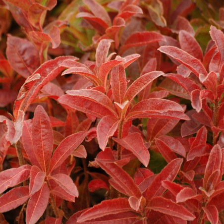 Chinese Azalea Feuerwerk