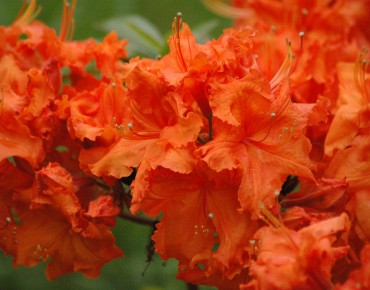 Chinese Azalea Feuerwerk