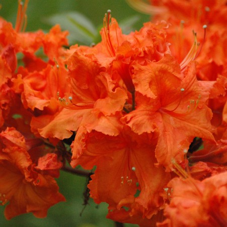 Chinese Azalea Feuerwerk