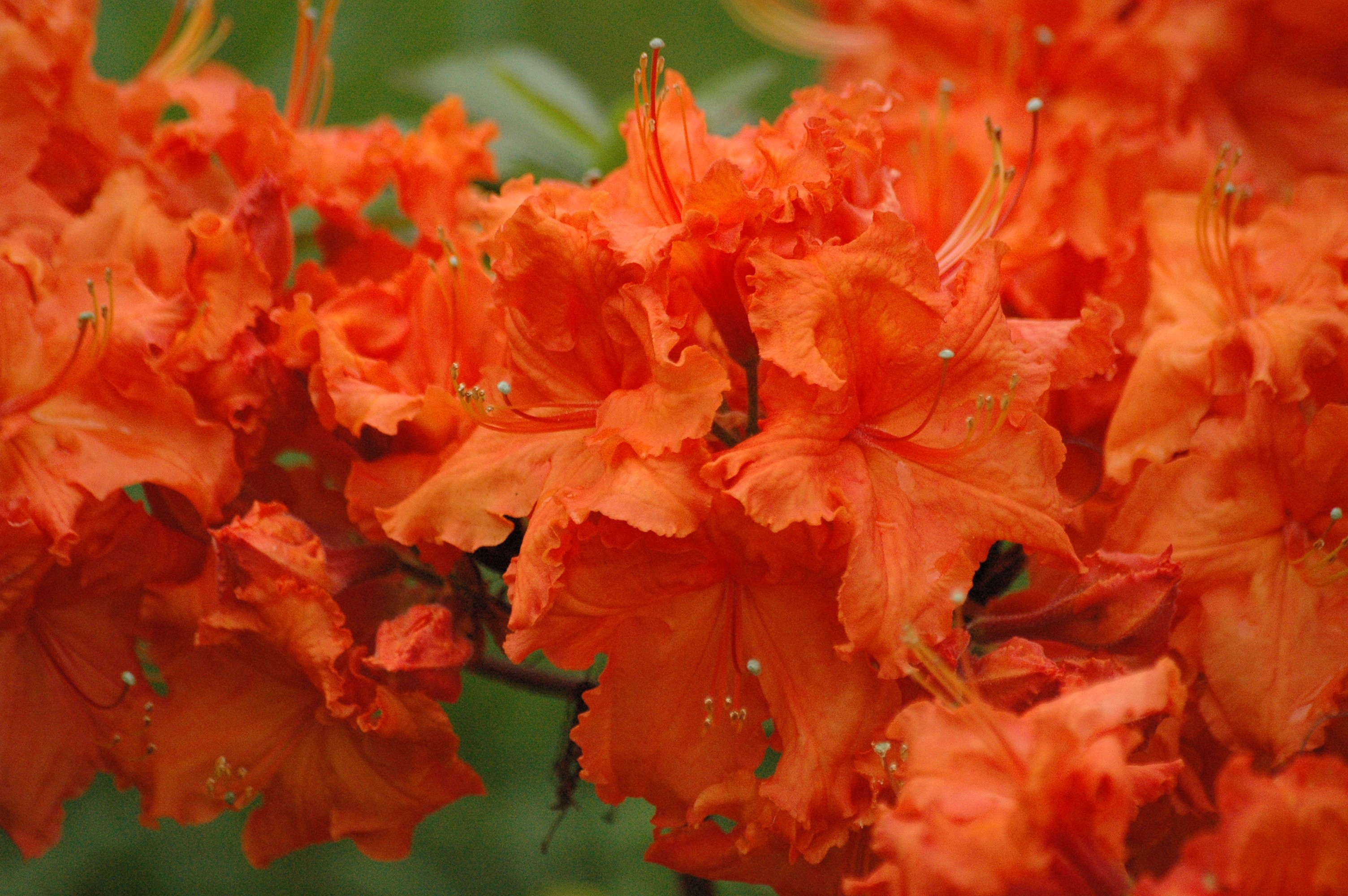 Laubabwerfende Azalee Feuerwerk - Azalea Mollis Feuerwerk