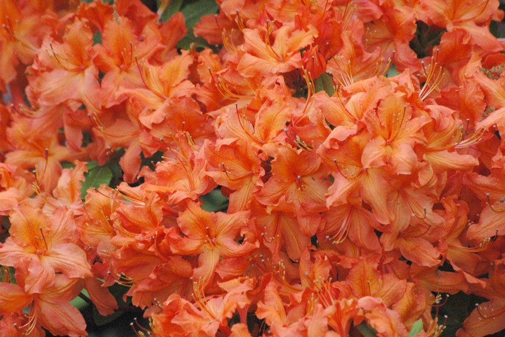 Chinese Azalea Golden Eagle