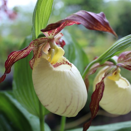 Cypripedium Kentuckiense - Sabot de Vénus du sud - orchidée vivace