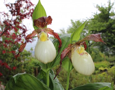 Cypripedium Kentuckiense