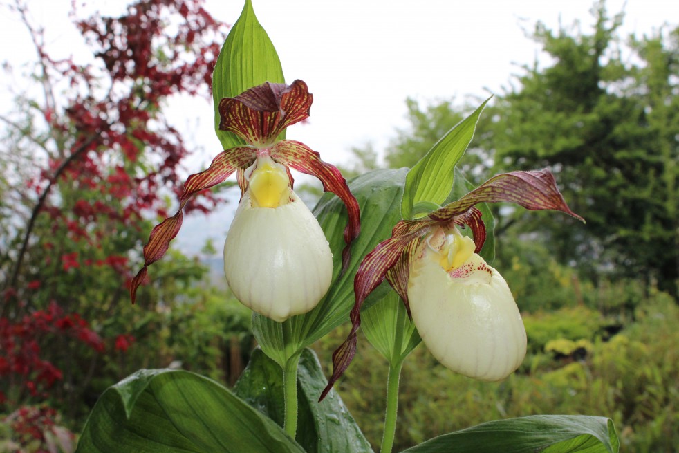 Cypripedium Kentuckiense