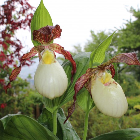 Cypripedium Kentuckiense