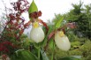 Cypripedium Kentuckiense