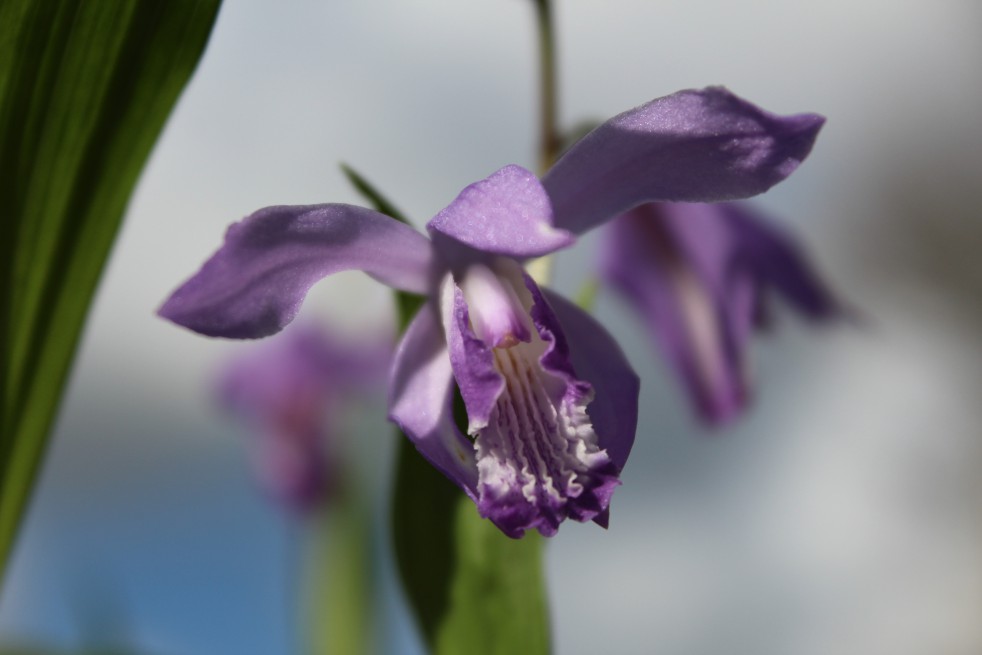 Bletilla Striata Soryu Blue Dragon
