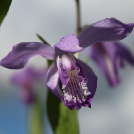 Bletilla Striata Soryu Blue Dragon