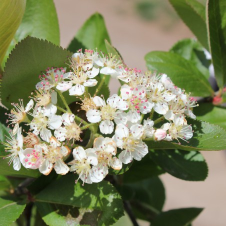 Black chokeberry - Aronia Melanocarpa