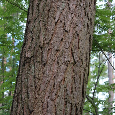 Austrian Black Pine - Austrian pine or black pine - Pinus Nigra