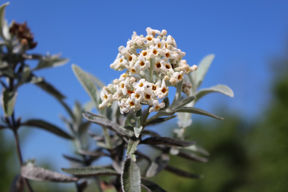 Silver Butterfly Bush