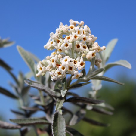 Arbre aux papillons argenté