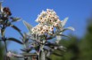 Silver Butterfly Bush