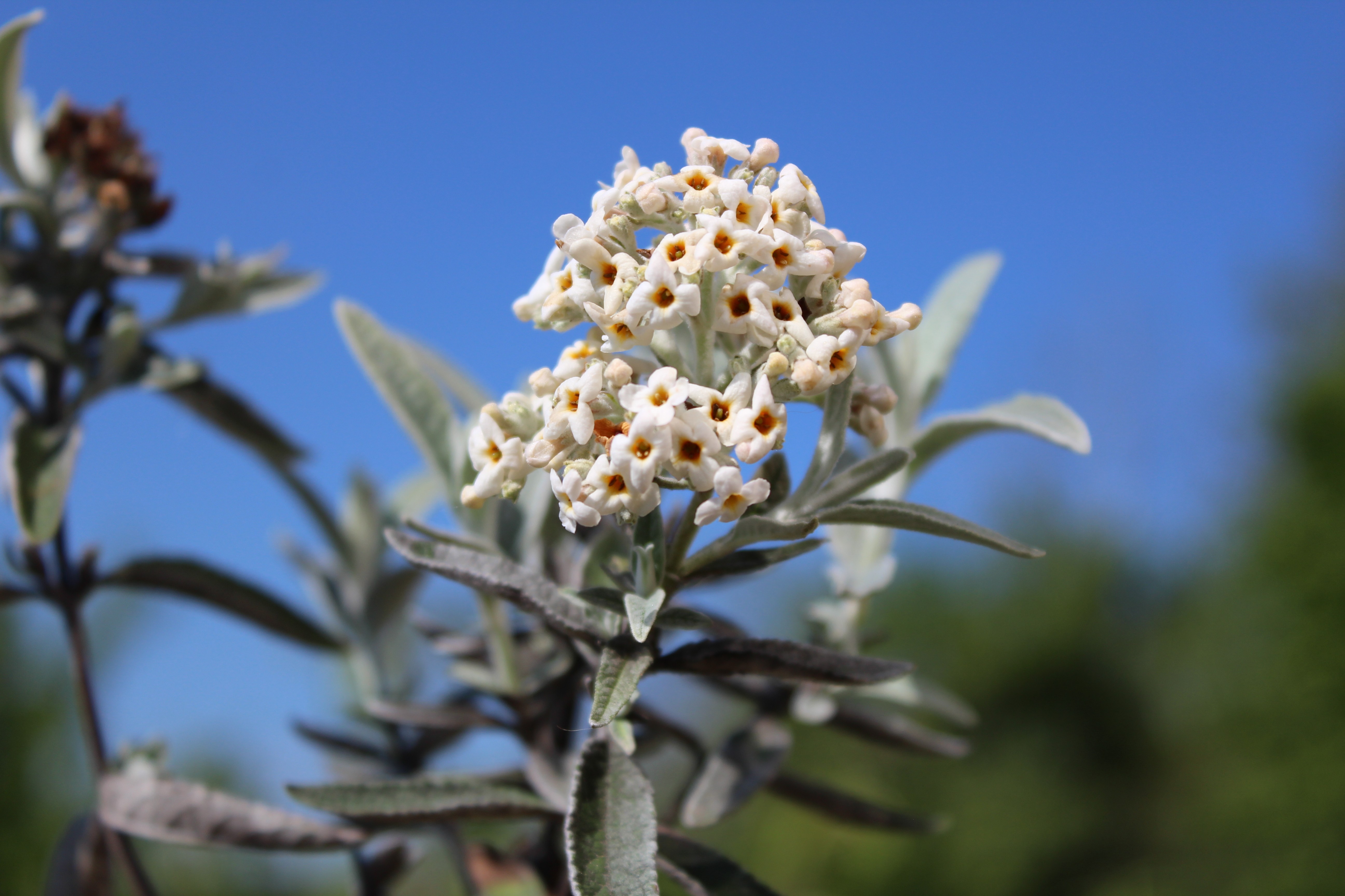 Silver Butterfly Bush Buddleia Davidii Silver Anniversary
