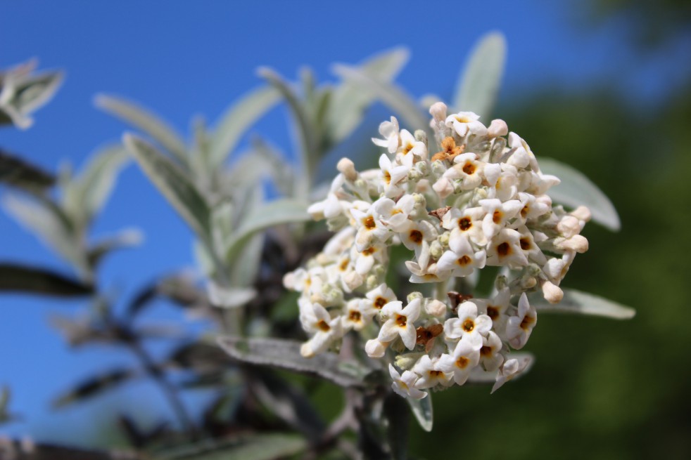 Silver Butterfly Bush