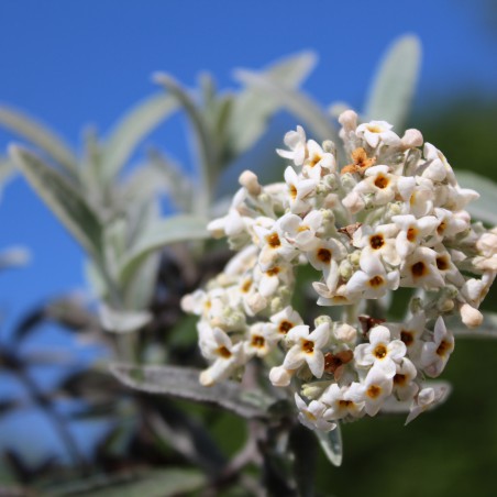 Arbre aux papillons argenté