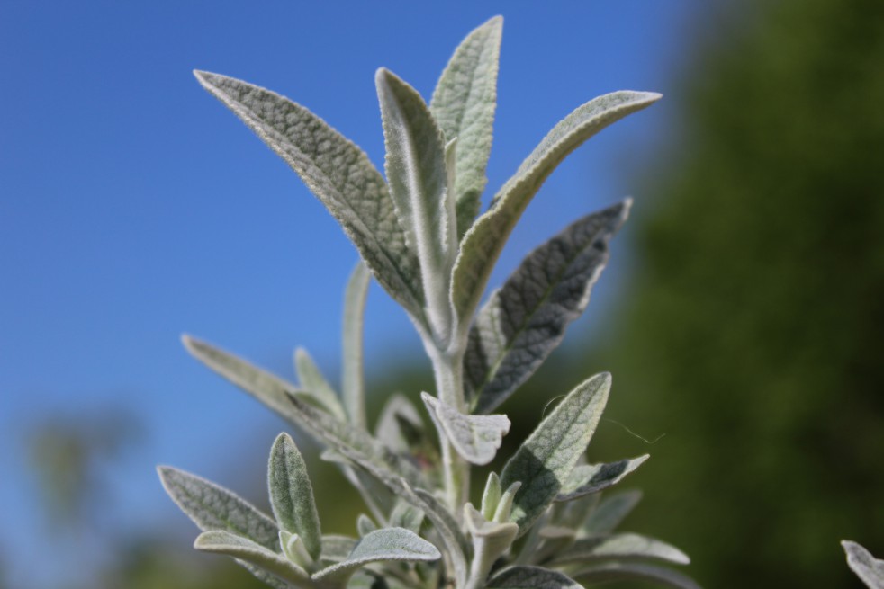 Silver Butterfly Bush