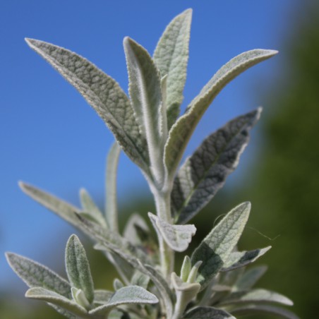 Arbre aux papillons argenté